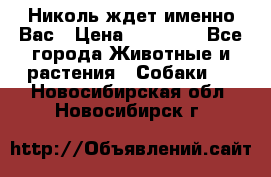 Николь ждет именно Вас › Цена ­ 25 000 - Все города Животные и растения » Собаки   . Новосибирская обл.,Новосибирск г.